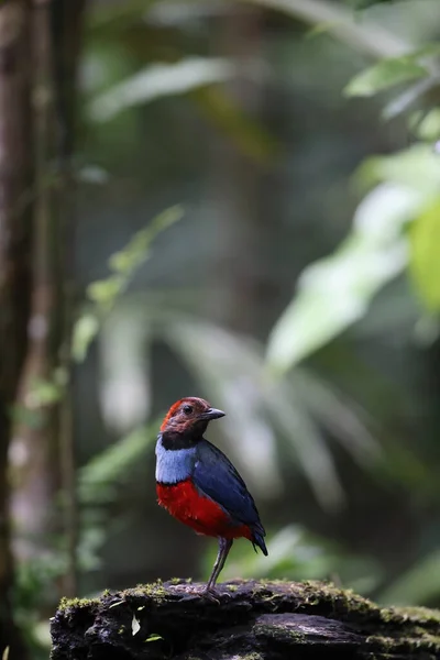 Papuan Pitta Red Bellied Pitta Erythropitta Macklotii Papua New Guinea — Stock Photo, Image