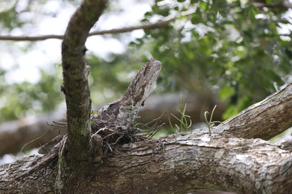 Papuánská Žabí Tlama Podargus Papuensis Papui — Stock fotografie