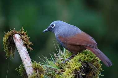 Sabah, Borneo, Malezya 'da Sunda Laughingthrush (Garrulax palliatus)