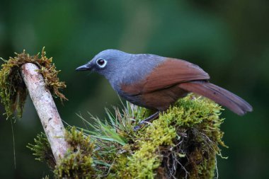 Sabah, Borneo, Malezya 'da Sunda Laughingthrush (Garrulax palliatus)