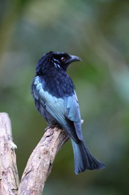 Sabah, Borneo, Malezya 'da saç ibikli Drongo (Dicrurus hottentottus)