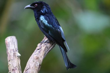 Sabah, Borneo, Malezya 'da saç ibikli Drongo (Dicrurus hottentottus)