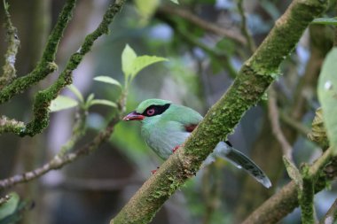 Bornean Green Magpie (Cissa jefferyi), Sabah, Borneo, Malezya
