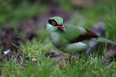 Bornean Green Magpie (Cissa jefferyi), Sabah, Borneo, Malezya