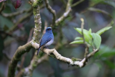 Sabah, Kuzey Borneo, Malezya 'da Indigo Flycatcher (Eumyias indigo)