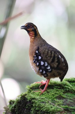 Sabah, Kuzey Borneo 'da Kestane kolye ya da Sabah Partridge (Tropicoperdix graydoni) 