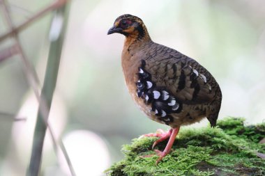 Sabah, Kuzey Borneo 'da Kestane kolye ya da Sabah Partridge (Tropicoperdix graydoni) 