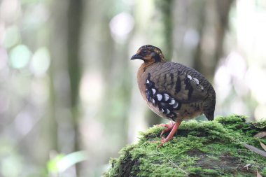 Sabah, Kuzey Borneo 'da Kestane kolye ya da Sabah Partridge (Tropicoperdix graydoni) 