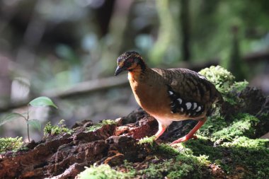 Sabah, Kuzey Borneo 'da Kestane kolye ya da Sabah Partridge (Tropicoperdix graydoni) 