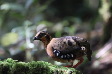 Sabah, Kuzey Borneo 'da Kestane kolye ya da Sabah Partridge (Tropicoperdix graydoni) 