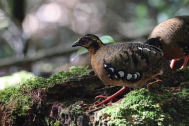 Sabah, Kuzey Borneo 'da Kestane kolye ya da Sabah Partridge (Tropicoperdix graydoni) 