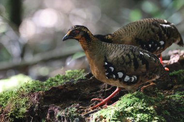 Sabah, Kuzey Borneo 'da Kestane kolye ya da Sabah Partridge (Tropicoperdix graydoni) 