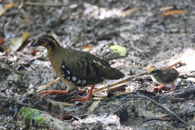 Sabah, Kuzey Borneo 'da Kestane kolye ya da Sabah Partridge (Tropicoperdix graydoni) 