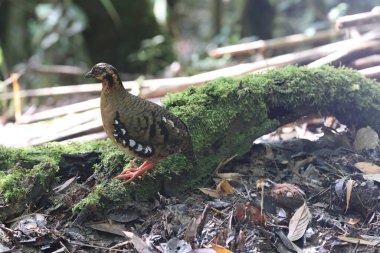 Sabah, Kuzey Borneo 'da Kestane kolye ya da Sabah Partridge (Tropicoperdix graydoni) 
