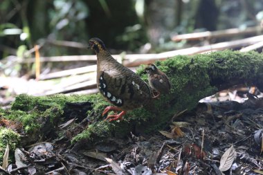 Sabah, Kuzey Borneo 'da Kestane kolye ya da Sabah Partridge (Tropicoperdix graydoni) 