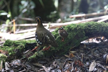 Sabah, Kuzey Borneo 'da Kestane kolye ya da Sabah Partridge (Tropicoperdix graydoni) 