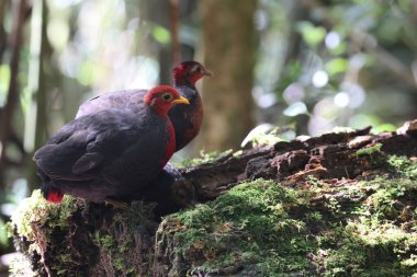 Sabah, Kuzey Borneo 'da Kızıl başlı keklik (Haematortyx sanguiniceps) 