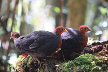 Sabah, Kuzey Borneo 'da Kızıl başlı keklik (Haematortyx sanguiniceps) 