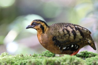 Sabah, Kuzey Borneo 'da Kestane kolye ya da Sabah Partridge (Tropicoperdix graydoni) 