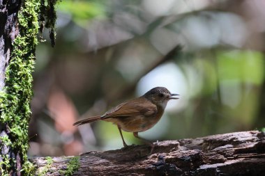 Horsfield 'in Sabah, Kuzey Borneo, Malezya' daki gevezeliği (Malacocincla sepiaria)