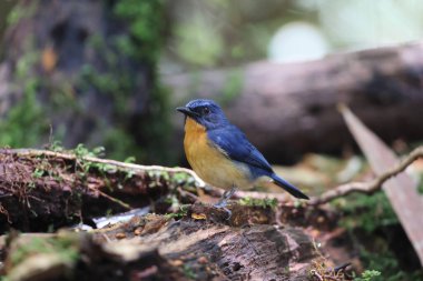 Bornean Blue Flycatcher (Cyornis superbus), Sabah, Borneo, Malezya