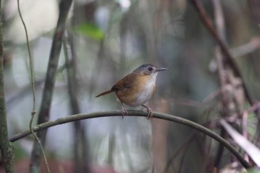 Horsfield 'in Sabah, Kuzey Borneo, Malezya' daki gevezeliği (Malacocincla sepiaria)