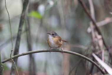 Horsfield 'in Sabah, Kuzey Borneo, Malezya' daki gevezeliği (Malacocincla sepiaria)