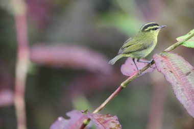 Sabah, Kuzey Borneo 'daki Mountain Leaf Warbler (Phylloscopus trivirgatus kinabaluensis) 