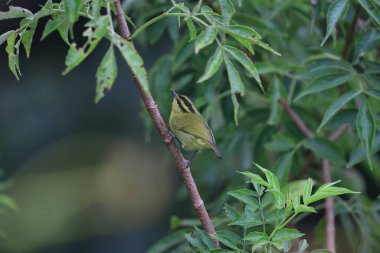 Sabah, Kuzey Borneo 'daki Mountain Leaf Warbler (Phylloscopus trivirgatus kinabaluensis) 