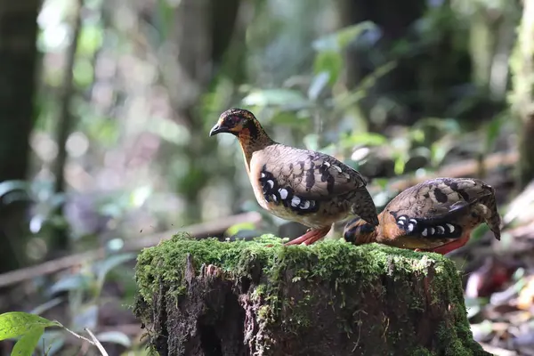 Sabah, Kuzey Borneo 'da Kestane kolye ya da Sabah Partridge (Tropicoperdix graydoni) 