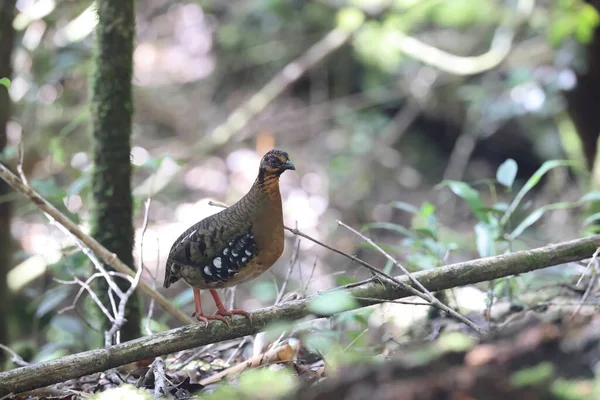 Sabah, Kuzey Borneo 'da Kestane kolye ya da Sabah Partridge (Tropicoperdix graydoni) 