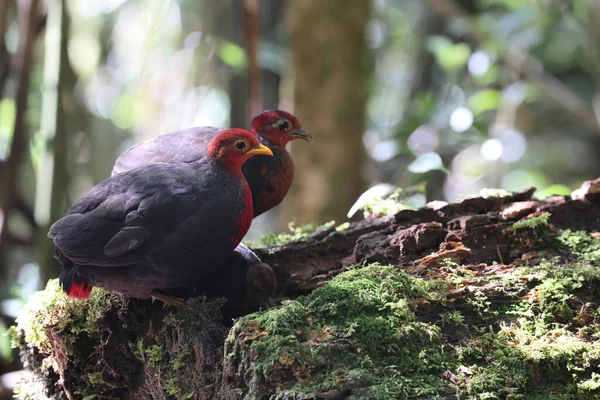 stock image Crimson-headed partridge (Haematortyx sanguiniceps) in Sabah, North Borneo 