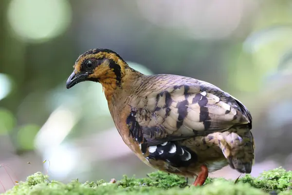 Κολιέ Κάστανο Partridge Sabah Partridge Tropicoperdix Graydoni Στη Sabah Βόρειο — Φωτογραφία Αρχείου