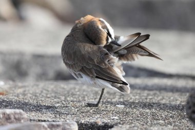 Japonya 'daki Küçük Kum Sapığı (Charadrius mongolus)