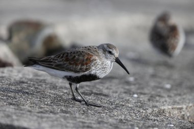 Japonya 'da Dunlin yaz tüyü (Calidris alpina)