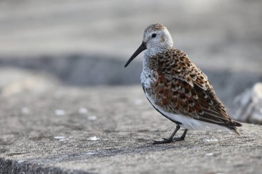 Japonya 'da Dunlin yaz tüyü (Calidris alpina)