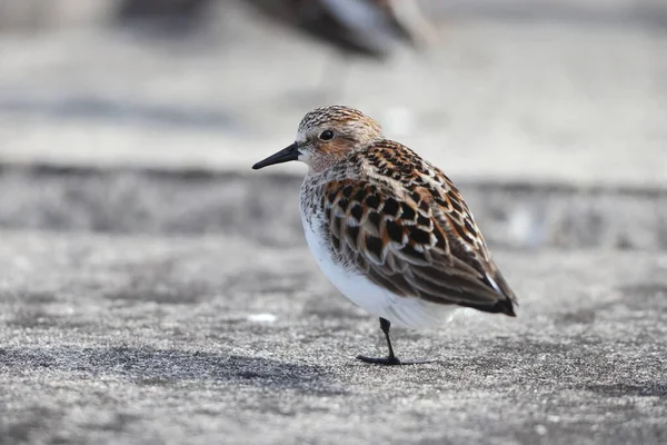 Red Necked Stint Calidris Ruficollis Summer Feather Japan — Stock Photo, Image