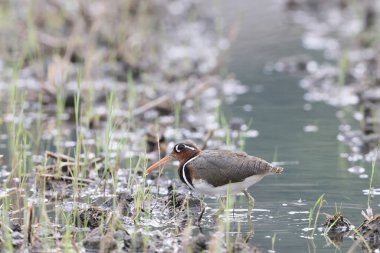 Japonya 'da daha büyük boyalı çulluk (Rostratula benghalensis)