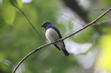 Mavi ve beyaz sinekkapan (Cyanoptila cyanomelana) erkek, Japonya