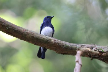 Mavi ve beyaz sinekkapan (Cyanoptila cyanomelana) erkek, Japonya