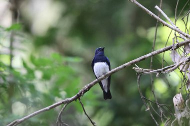 Mavi ve beyaz sinekkapan (Cyanoptila cyanomelana) erkek, Japonya