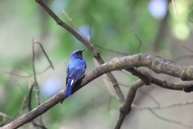 Mavi ve beyaz sinekkapan (Cyanoptila cyanomelana) erkek, Japonya