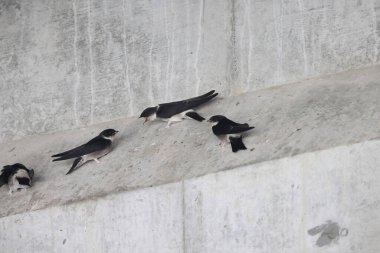 Asyalı Martin (Delichon dasypus dasypus), Kırlangıçgiller (Hirundinidae) familyasından göçmen bir kuş türü. Bu fotoğraf Japonya 'da çekildi..