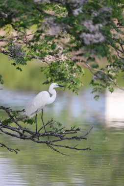 Büyük Akbalıkçıl (Ardea alba tevazu) kuş tüyü 