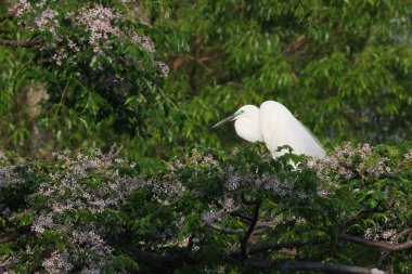 Büyük Akbalıkçıl (Ardea alba tevazu) kuş tüyü 