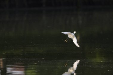 Japonya 'da küçük balıkçıl (Egretta garzetta)