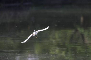 Japonya 'da küçük balıkçıl (Egretta garzetta)