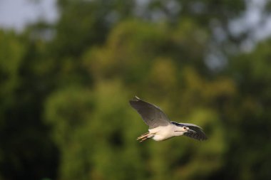 siyah taç gece balıkçılı (nycticorax nycticorax)-Japonya