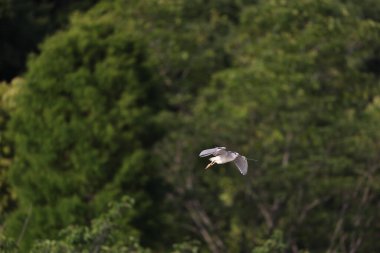siyah taç gece balıkçılı (nycticorax nycticorax)-Japonya