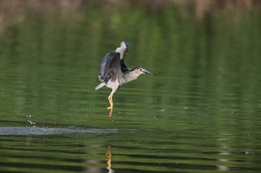 siyah taç gece balıkçılı (nycticorax nycticorax)-Japonya